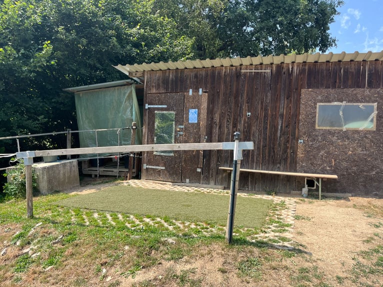Offenstallplatz in Aretsried für Wallach ab sofort