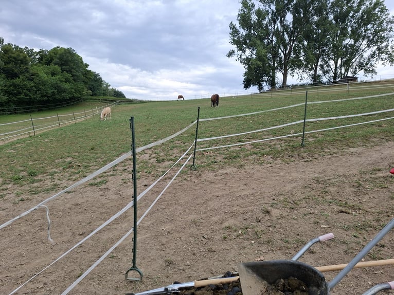 Offenstallplatz in Aretsried für Wallach ab sofort