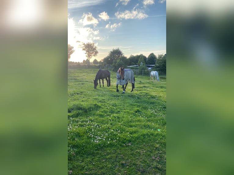 Offenstallplatz in kleiner Herde