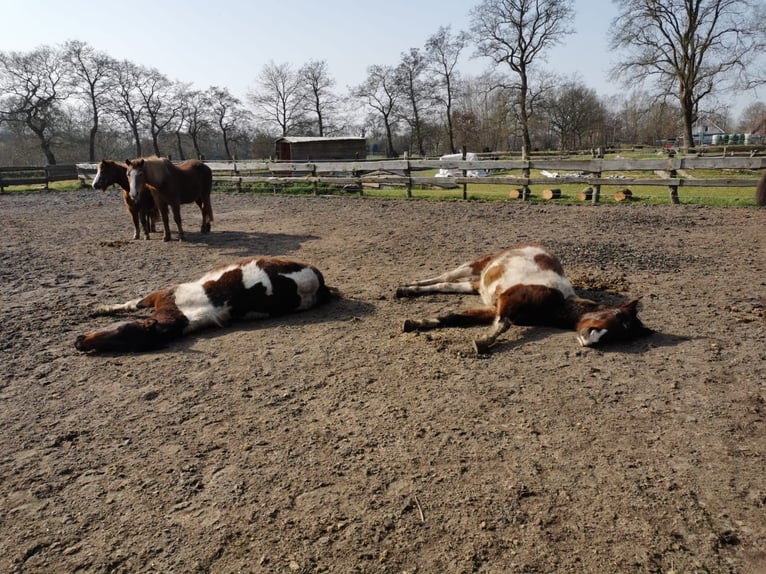 Offenstallplatz in Leer / Loga