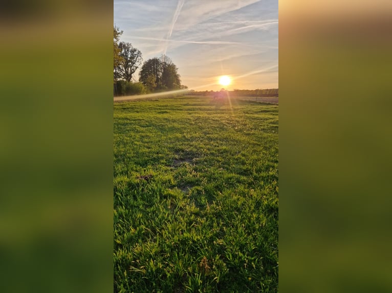 Offenstallplatz in lieber Jungsgruppe für Asthmapferd oder Hengst
