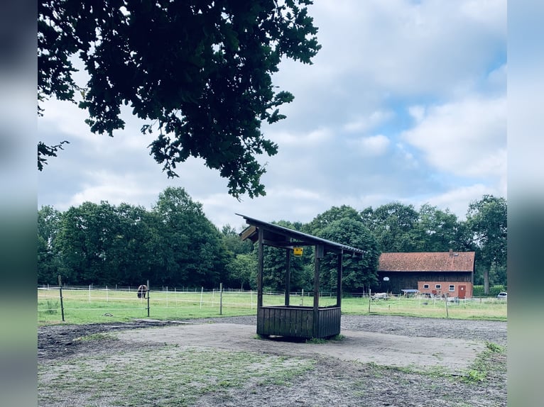 Offenstallplatz in privatem Stall