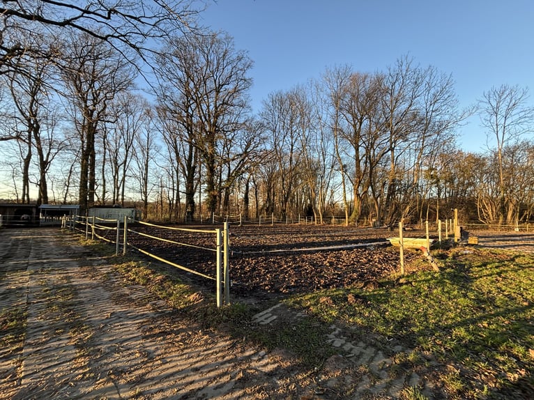 Offenstallplatz in Stutenherde/ Idensen 