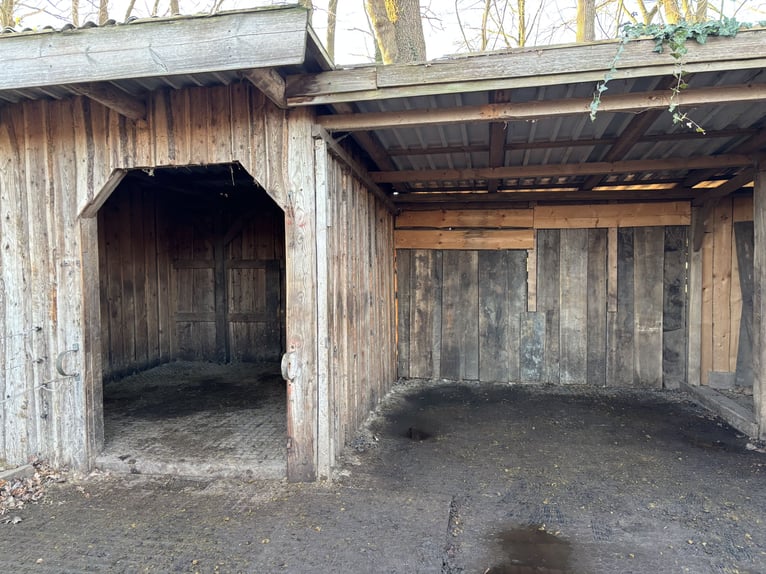 Offenstallplatz in Stutenherde/ Idensen 