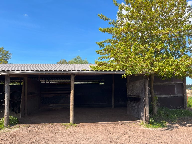 Offenstallplatz in Wallach-WG
