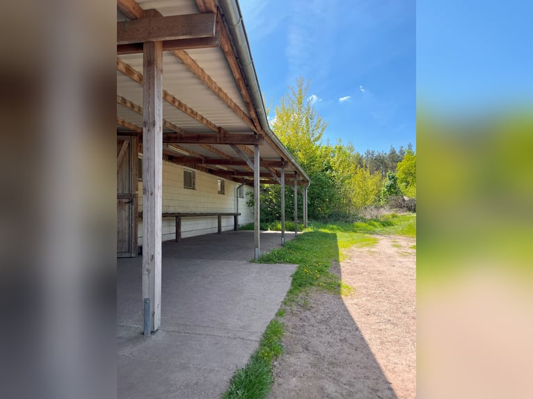 Offenstallplatz in Wallach-WG
