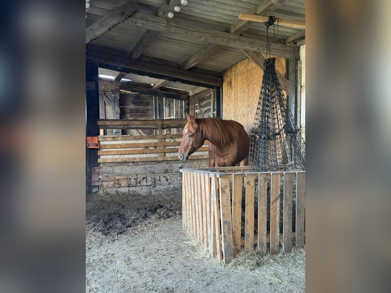 Offenstallplatz