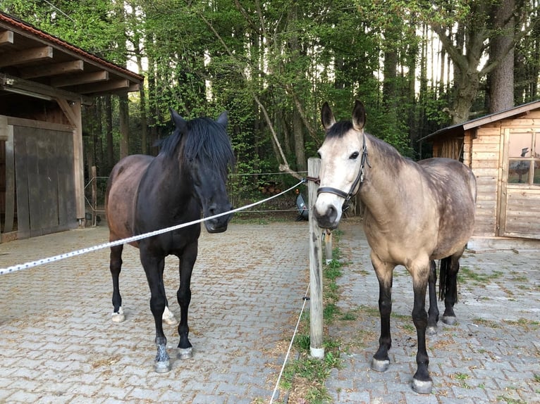 Offenstallplatz mit Herz 