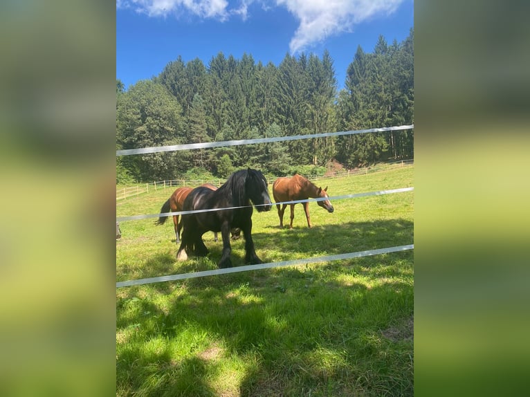 Offenstallplatz mit Koppeln für 1 bis 2 Pferde