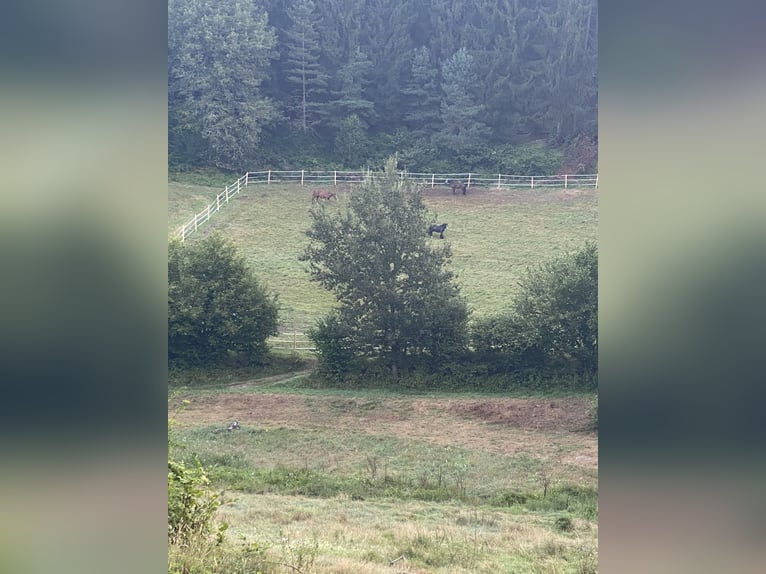 Offenstallplatz mit Koppeln für 1 bis 2 Pferde