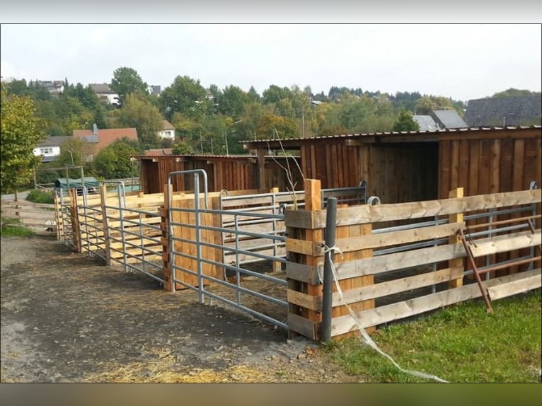 Offenstallplatz oder Paddockboxen mit Vollpension zu vergeben