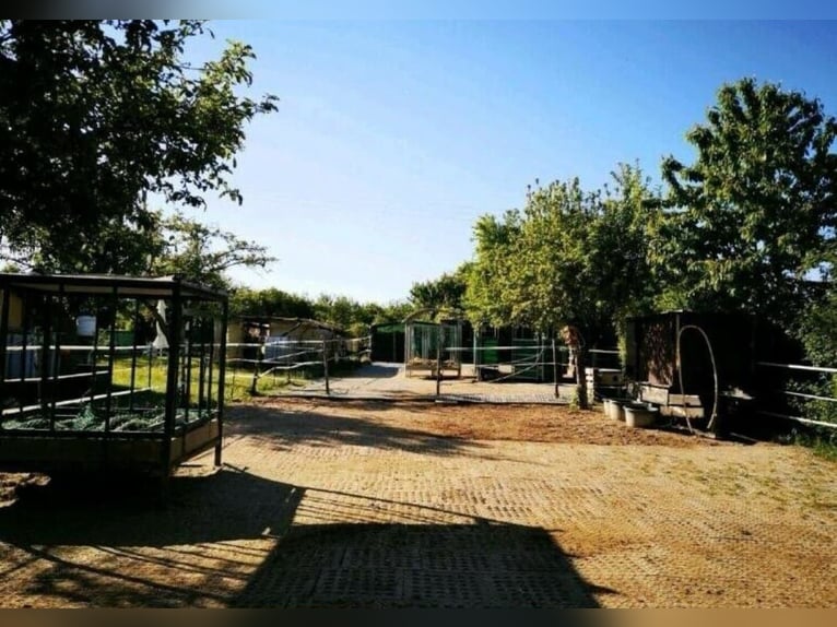 Offenstallplatz Offenstall mit Weiden und Reitplatz Selbstversorger Wallach