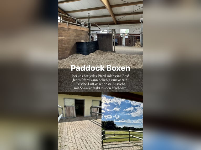 OFFENSTALLPLATZ/ PADDOCKBOX/ AKTIVSTALL 