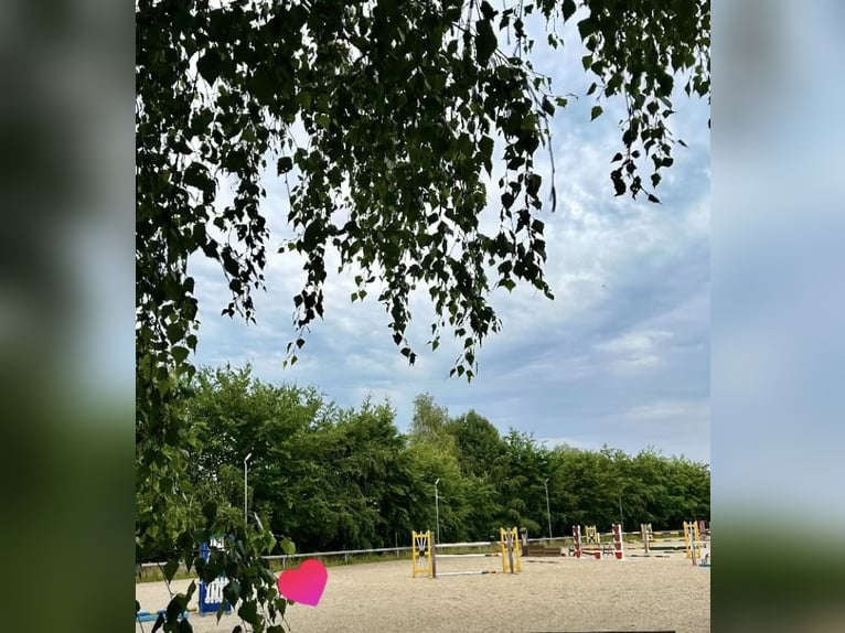 OFFENSTALLPLATZ/ PADDOCKBOX/ AKTIVSTALL 