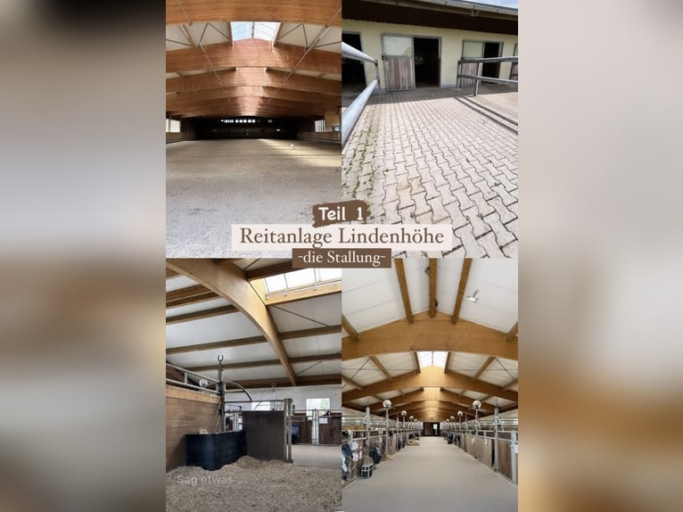 OFFENSTALLPLATZ/ PADDOCKBOX/ AKTIVSTALL 