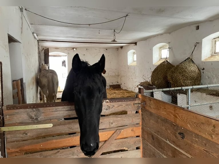Offenstallplatz Stute frei
