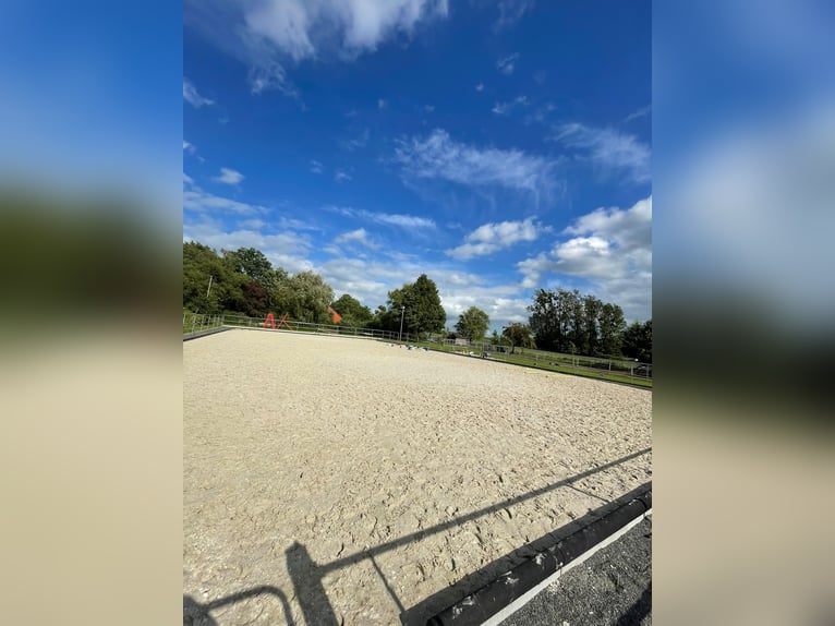 Offenstallplatz Vollpension mit Weide 1 bis 2 Plätze