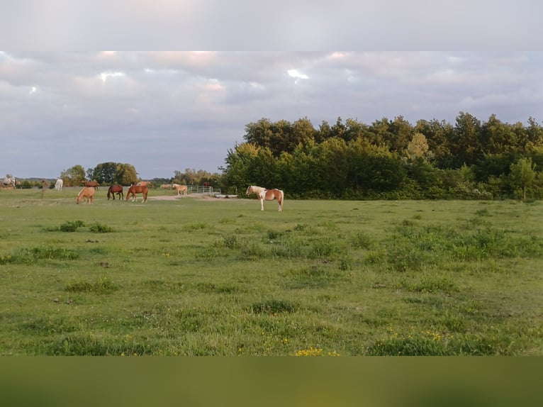 Offenstall/Unterstand/ 5ha ganzjahres Weide