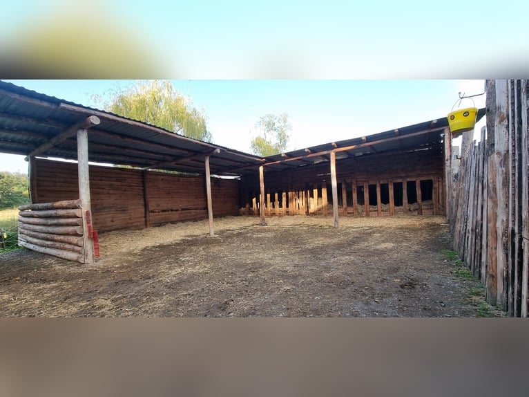 Offenstall/Unterstand/ 5ha ganzjahres Weide