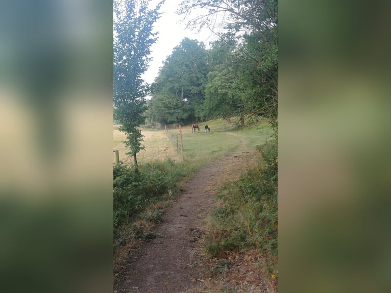 Offenstall/Unterstand/ 5ha ganzjahres Weide