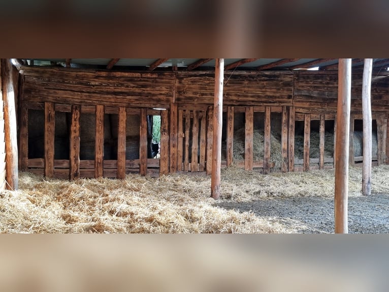 Offenstall/Unterstand/ 5ha ganzjahres Weide