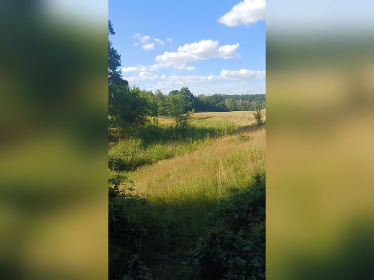 Offenstall/Unterstand/ 5ha ganzjahres Weide