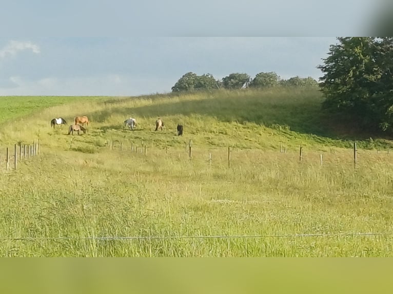 Offenstall/Unterstand/ 5ha ganzjahres Weide