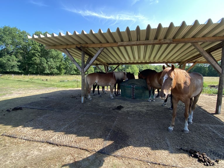 Paddock Trail bei Putlitz