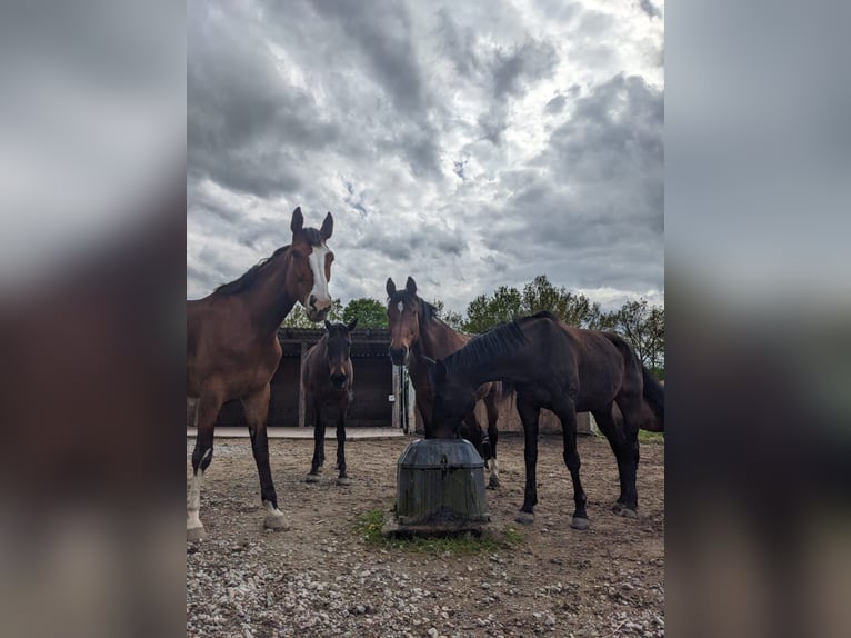 Paddock-Trail-Herdenhaltung