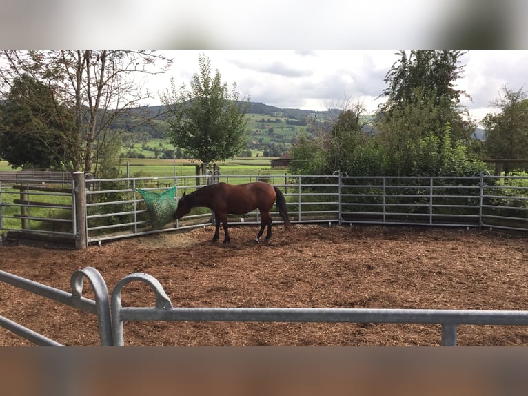 Pensionsplatz in Gruppenhaltung