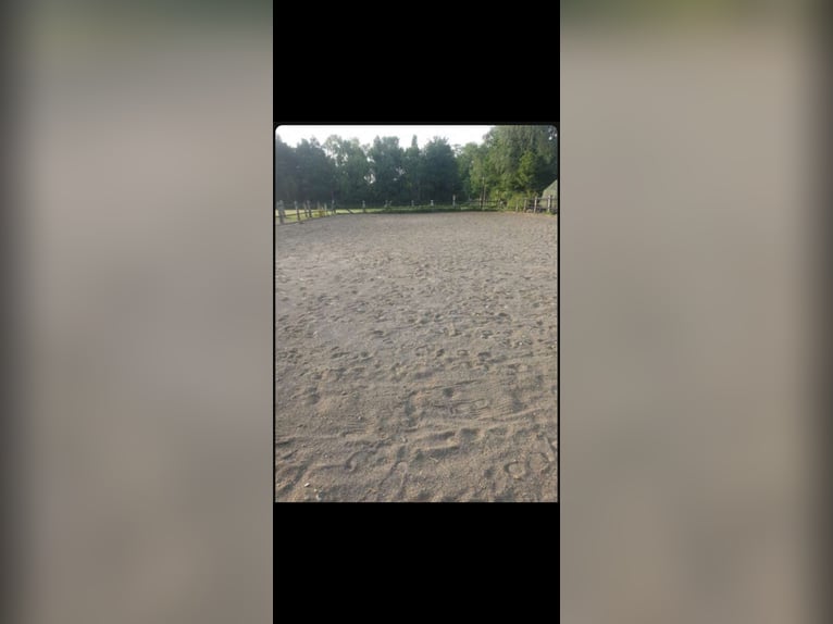 Pferdeboxen/Offenstall 