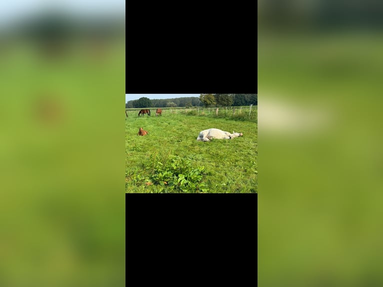 Pferdeboxen/Offenstall 