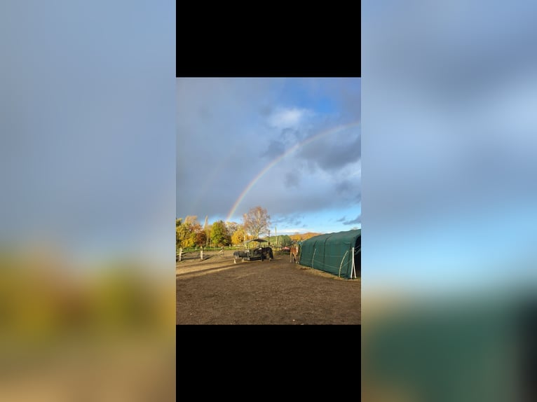 Pferdeboxen/Offenstall 