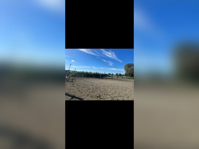 Pferdeboxen/Offenstall 