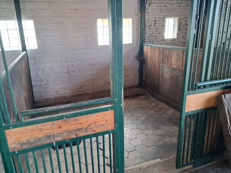 "Pferdepension" auf altem Resthof, solide gemauerter Stall mit Weidefläche, Teutoburger Wald