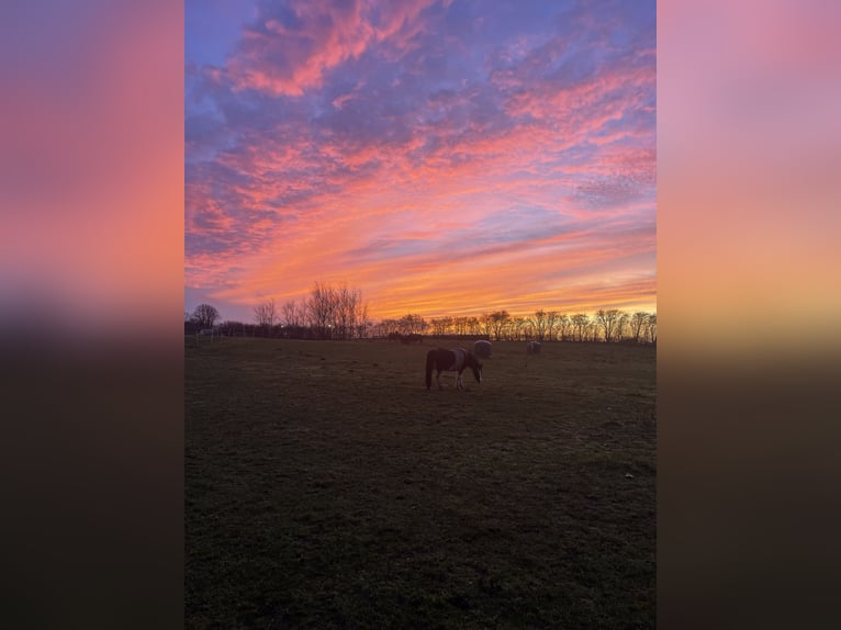 Pferdepensionsplätze in Süd-Dänemark – artgerecht & mit Herz
