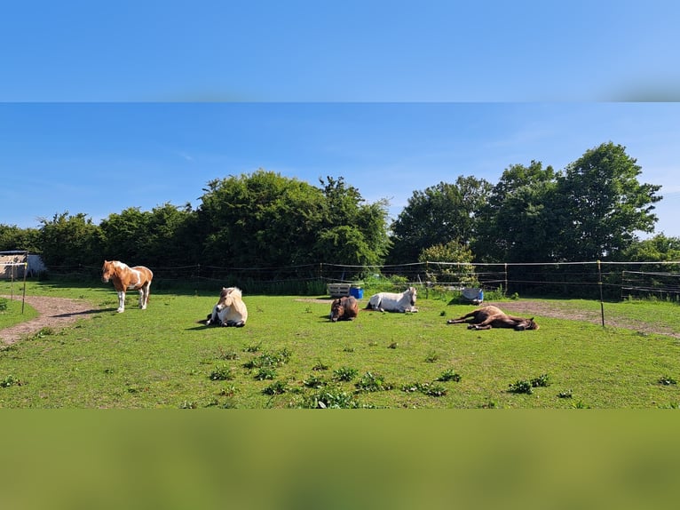 Pferdepensionsplätze in Süd-Dänemark – artgerecht & mit Herz