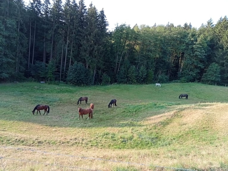 Plätze im Offenstall und Boxen mit großen Weiden 