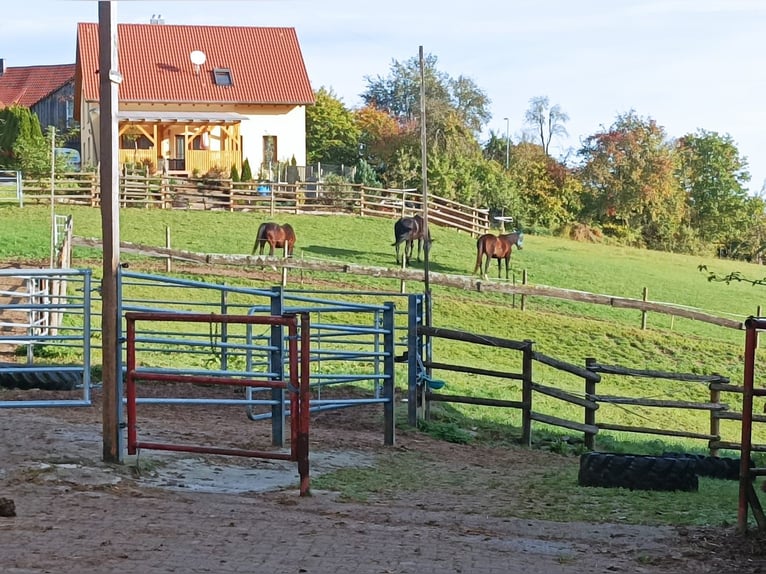 Plätze im Offenstall und Boxen mit großen Weiden 