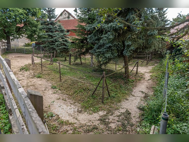 Platz im Mini-Paddock-Trail in Südostniedersachsen zu vergeben