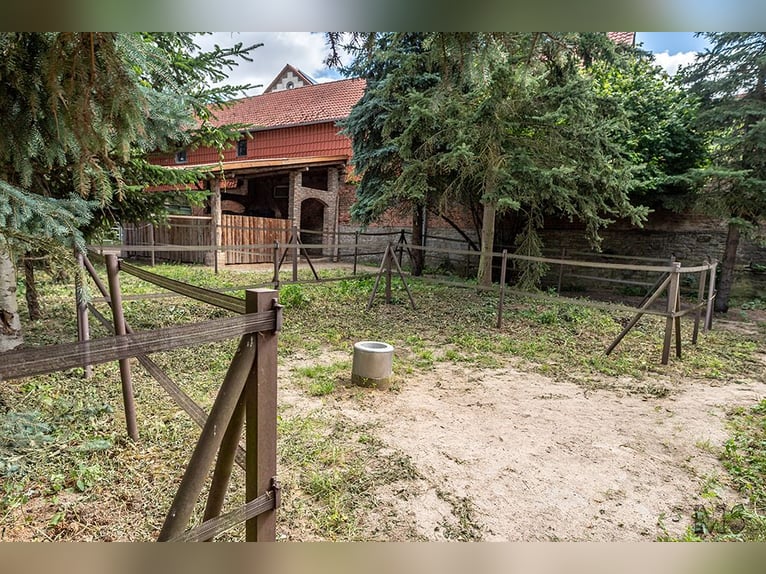 Platz im Mini-Paddock-Trail in Südostniedersachsen zu vergeben