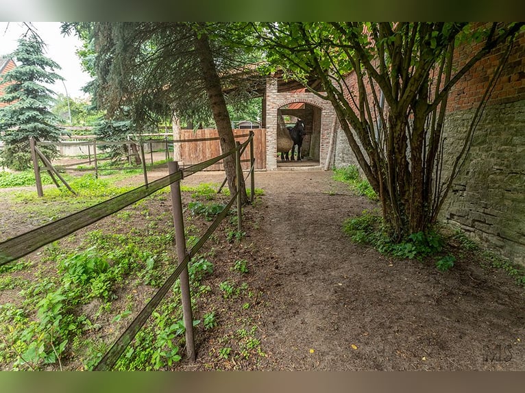Platz im Mini-Paddock-Trail in Südostniedersachsen zu vergeben