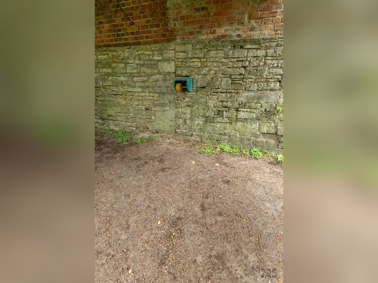 Platz im Mini-Paddock-Trail in Südostniedersachsen zu vergeben