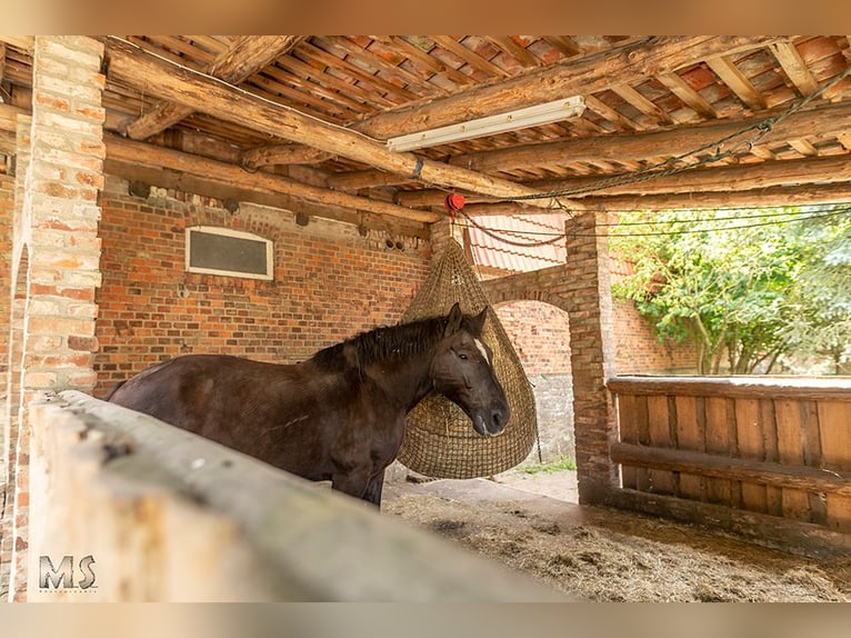 Platz im Mini-Paddock-Trail in Südostniedersachsen zu vergeben