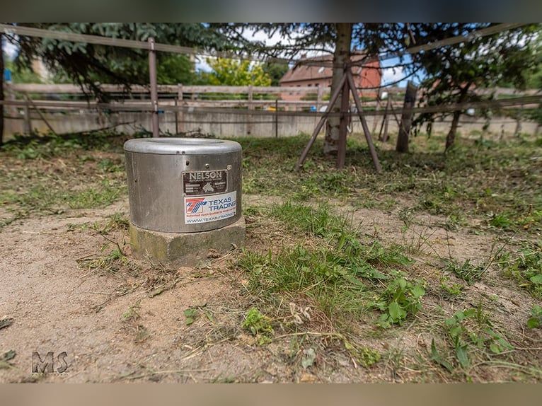 Platz im Mini-Paddock-Trail in Südostniedersachsen zu vergeben