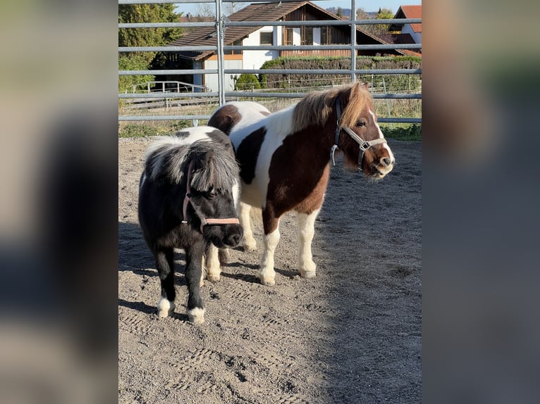 Platz im Offenstall frei