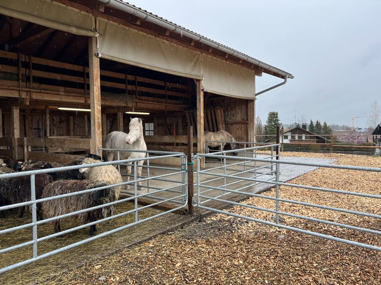 Platz im Offenstall frei