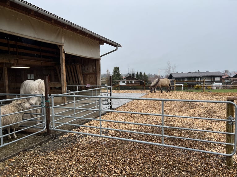 Platz im Offenstall frei