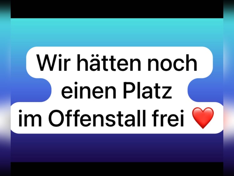 Platz im Offenstall frei