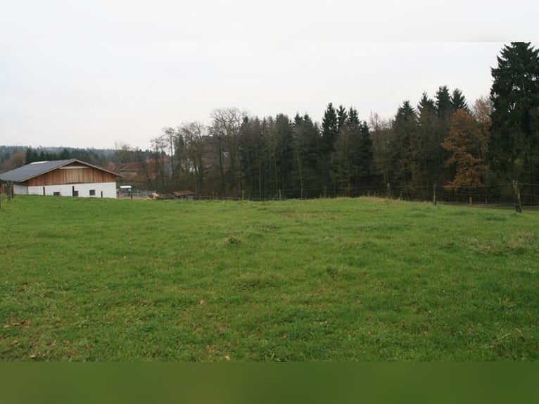 Platz im Offenstall für Barhufgänger bis 1,60m Stockmaß